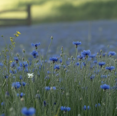 가을 파종을 좋아하는 대표적인 꽃들