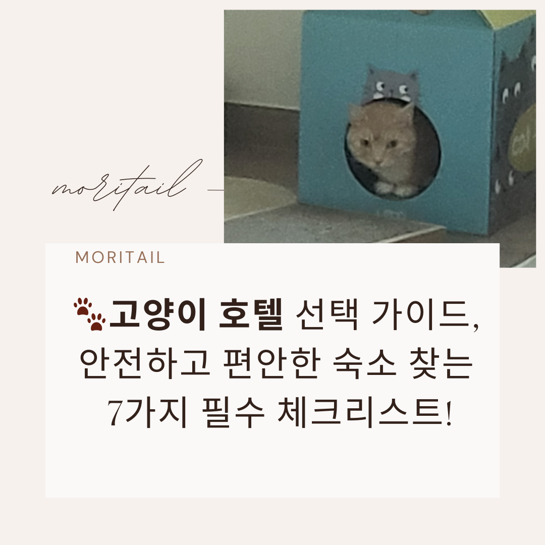 고양이 호텔