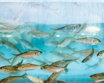 무창포 대하 전어축제_1