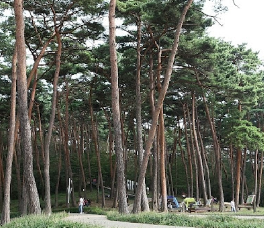안면도 수목원
