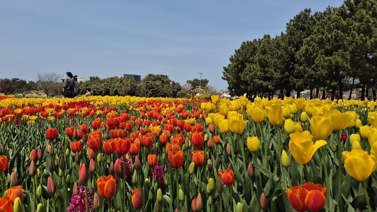 태안 튤립축제