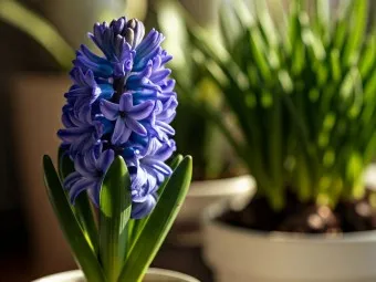 히아신스 꽃말 키우는법 꽃이 지고난 후 수경재배_17