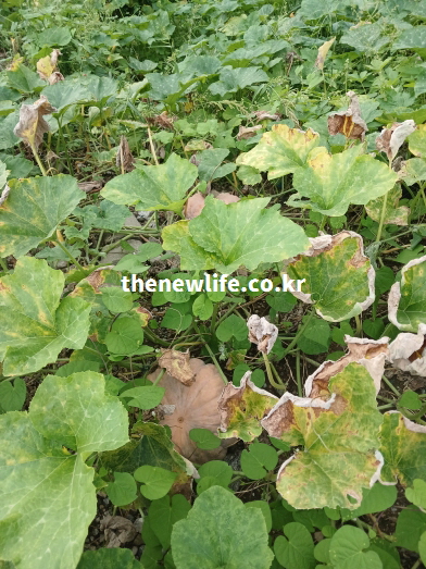 늙은 호박 효능을 설명하기 위한 농장에서 자연 상태로 재배된 늙은 호박 실물 사진