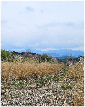 경포생태저류지