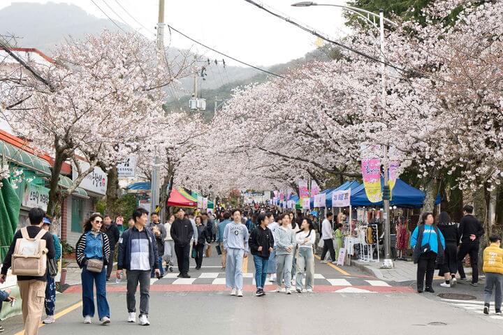 통영 벚꽃축제 2025 &amp;#124; 봉숫골 꽃나들이 완벽 가이드
