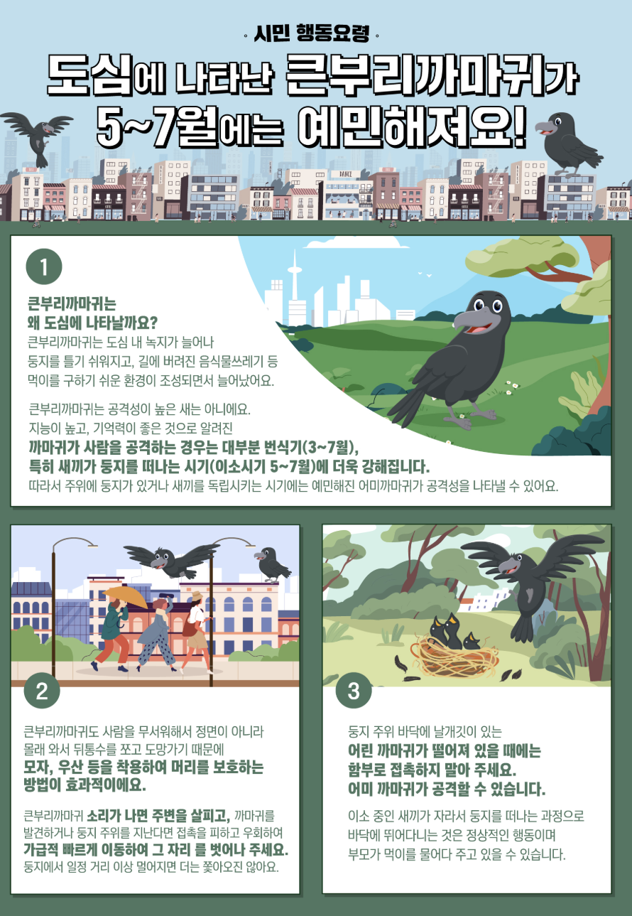 큰부리까마귀 시민 행동요령
