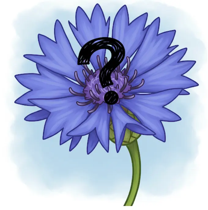 수레국화-개화시기-언제-1