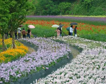 무릉 별유천지 라벤더 축제_5