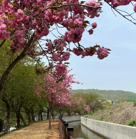 경주 불국사 겹 벚꽃 개화 시기부터 포토존까지 총정리!