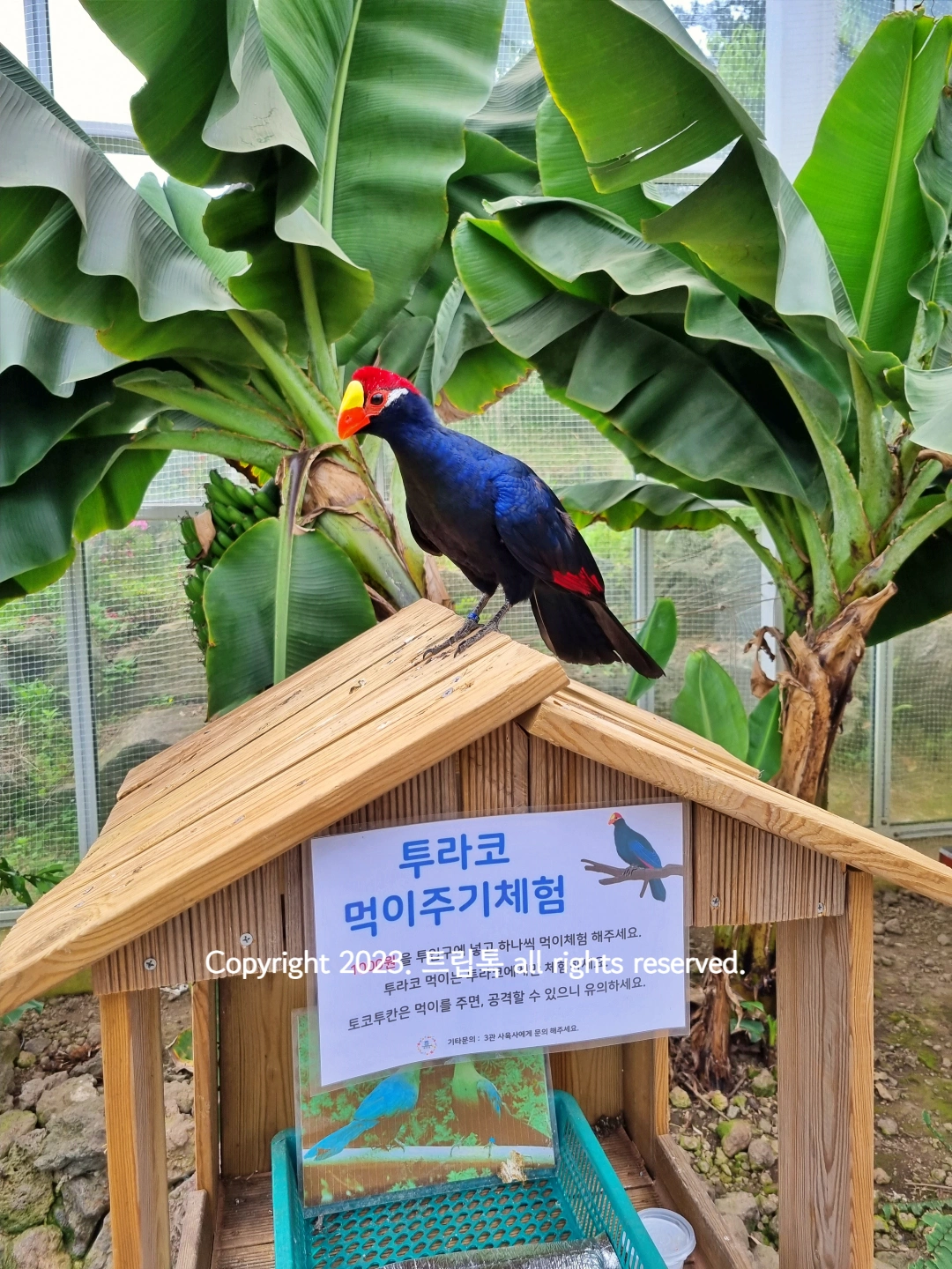 남색과 빨간색의 투라코가 지붕에 앉아있다