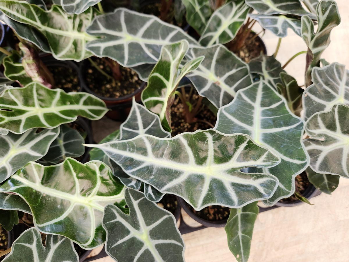 거북등알로카시아