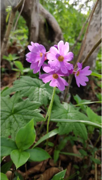 5월의 야생화 백화등 소리쟁이 낮달맞이꽃 알프스민들레_14