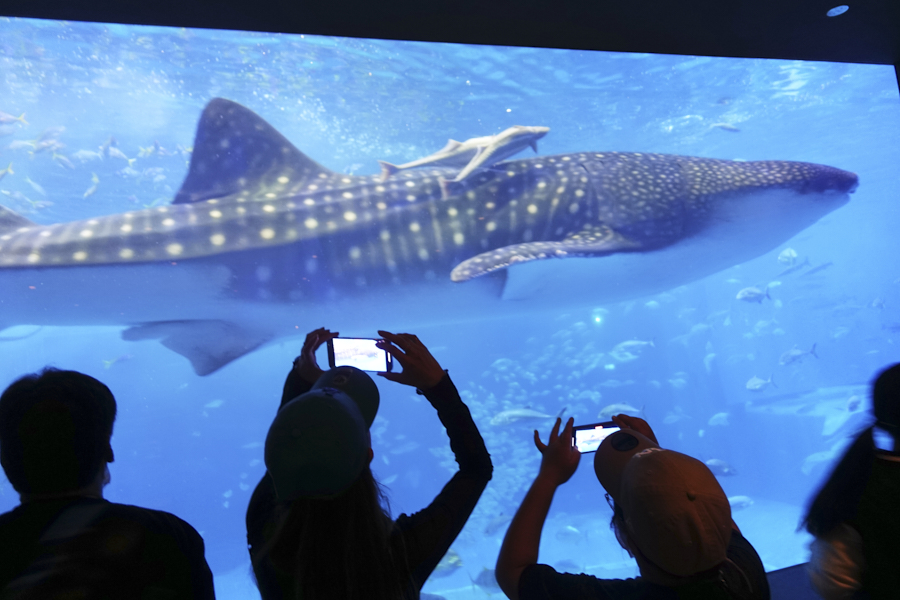 오키나와 츄라우미 수족관 고래상어