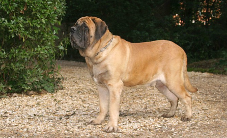 잔디 위에서 멀리 바라보는 잉글리쉬 마스티프.