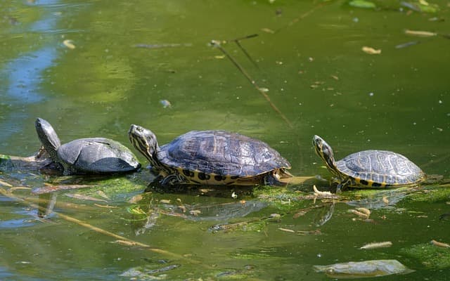거북이 수조 관리&amp;#44; 물 교체와 청결 유지 비법