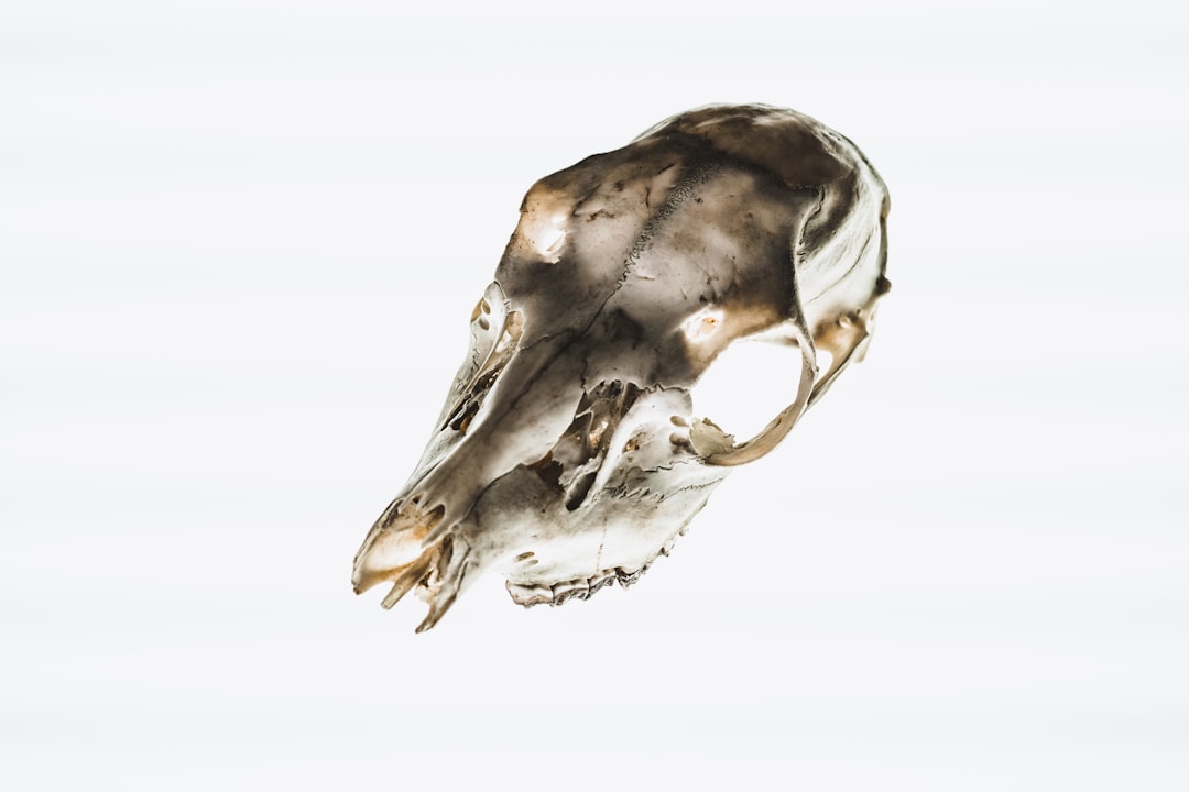 Bone
