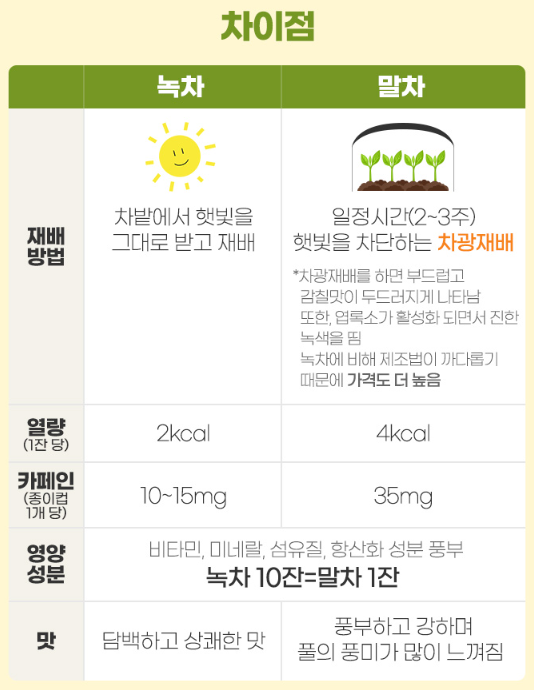 녹차와 말차의 차이