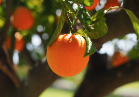 과일 먹는 꿈 해몽 및 해석(사과, 딸기, 바나나, 수박)