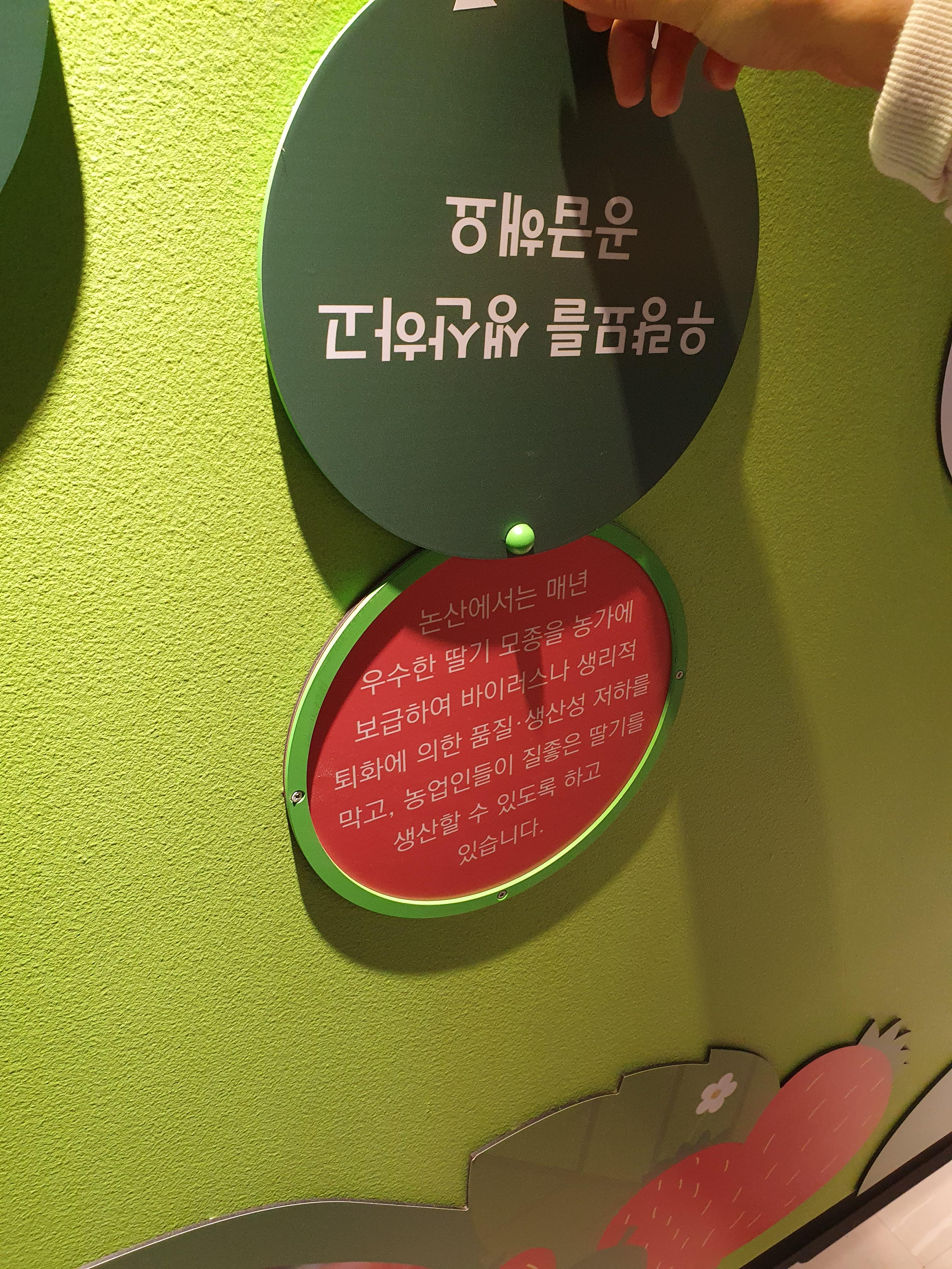 논산 딸기테마관 우리나라 딸기 논산딸기 우수점은?