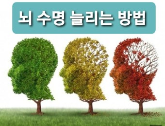 뇌수명 연장
