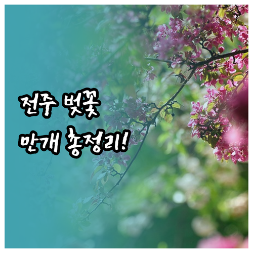 전주 벚꽃 만개 시기 예측 및 자주 ..