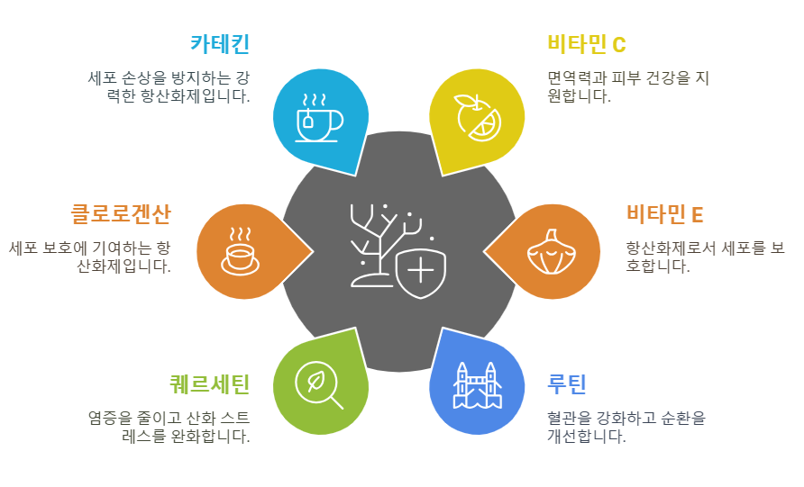 꾸지뽕 영양 성분과 건강 영향