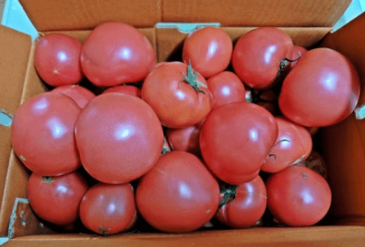 제23회 퇴촌토마토거리축제 일정, 프로그램, 꿀팁