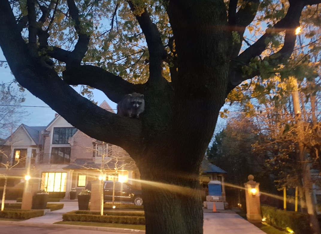 토론토의 또다른 야생동물 라쿤