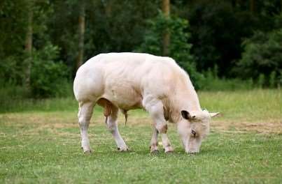 2026년 소띠 신년운세 무료보기