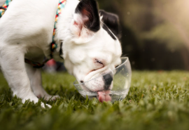 개의 담배 오음