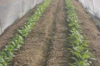 청갓 파종 시기와 방법, 재배 방법과 요령, 물주기_52