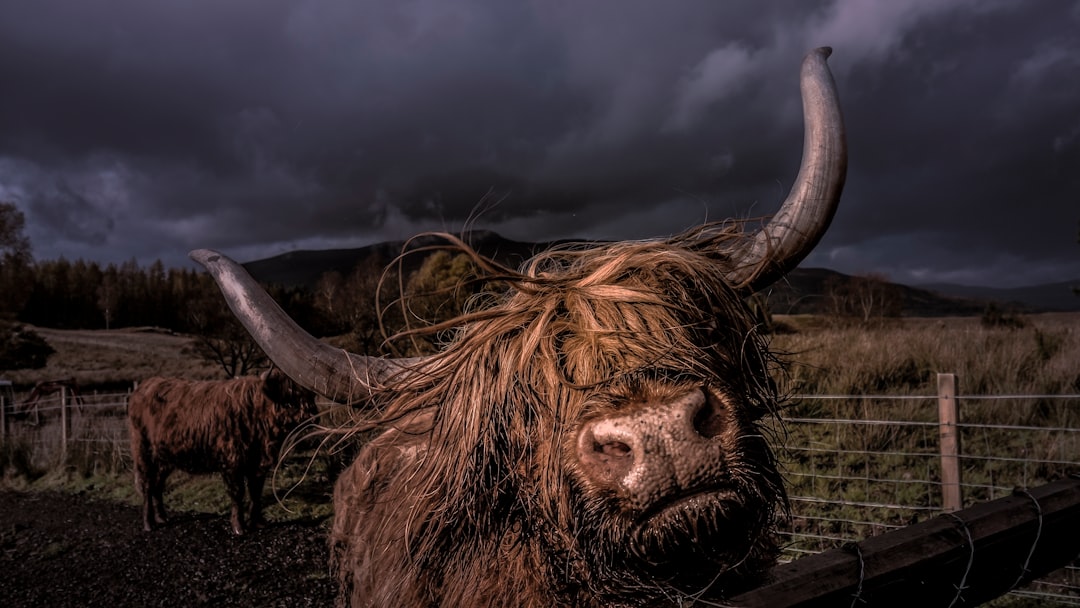 Highlander