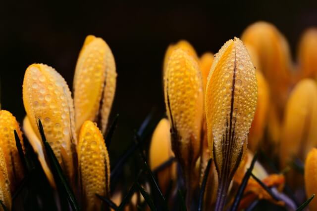 정원 사회학이 알려주는 치유의 비밀, 정원이 사람을 바꾸는 이유