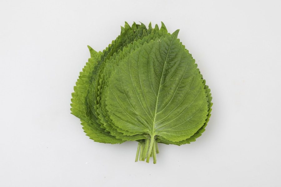 야생에서 채취를 한 들깨나무의 잎인 깻잎을 깨끗하게 세척한 후에 여러 장을 포개어 흰색 바닥 위에 놓아두고 찍은 사진