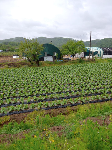 괴산-아부지-집-근처-산책하면서-본-동네-밭들