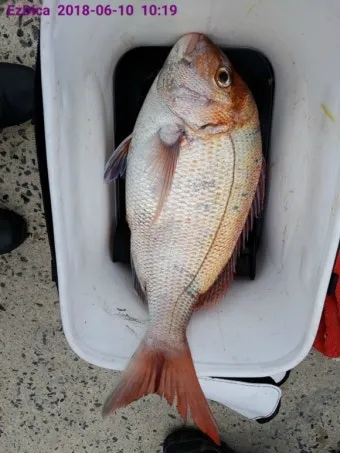 디낚 점주조황 인낚 부낚 어부지리 바다낚시_7