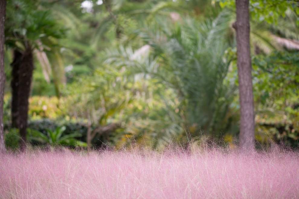 한림공원 부겐빌레아 축제