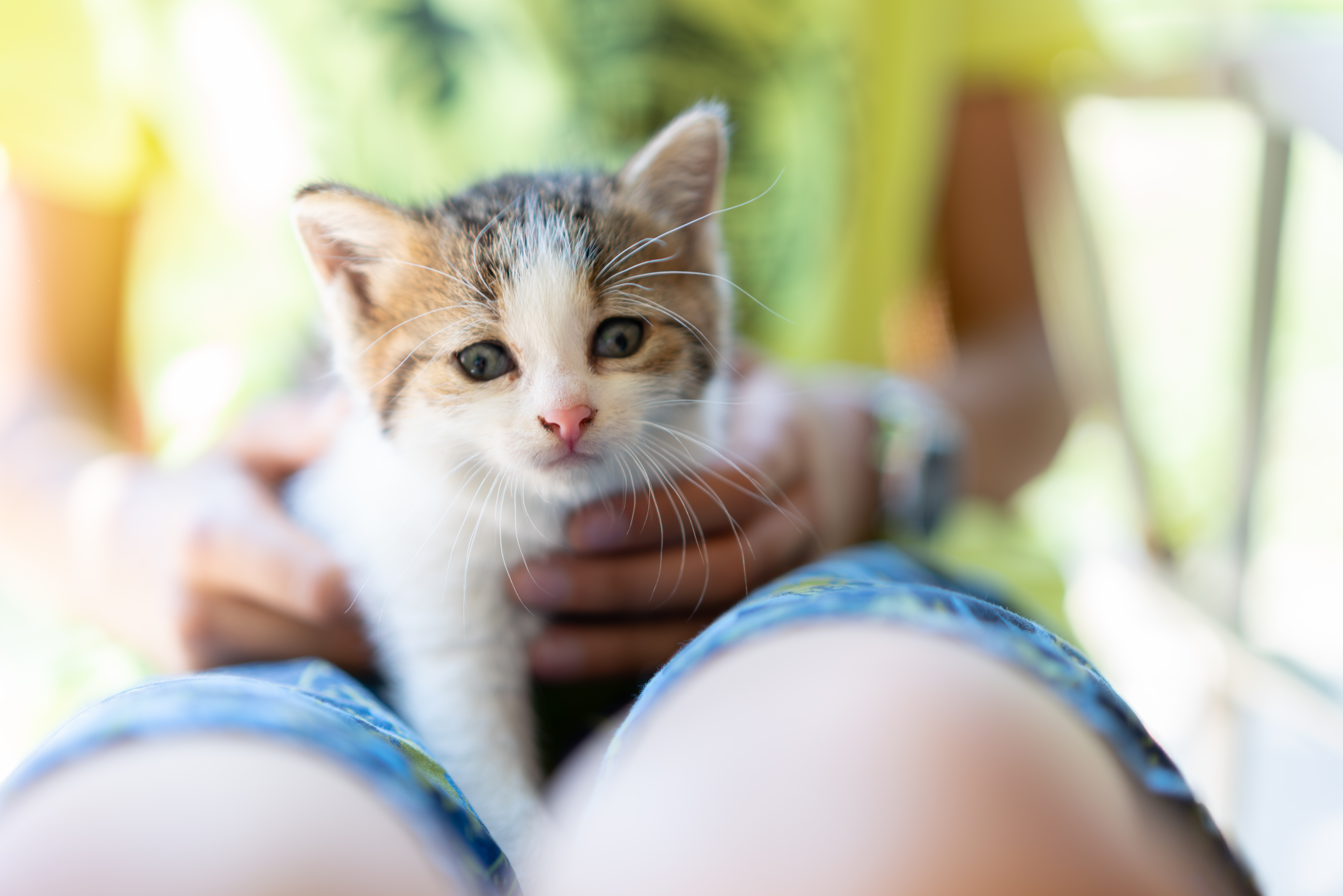 내-남편과-결혼해줘-팡이