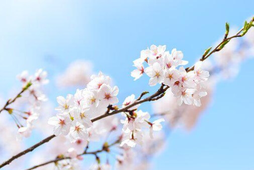 벚꽃 축제