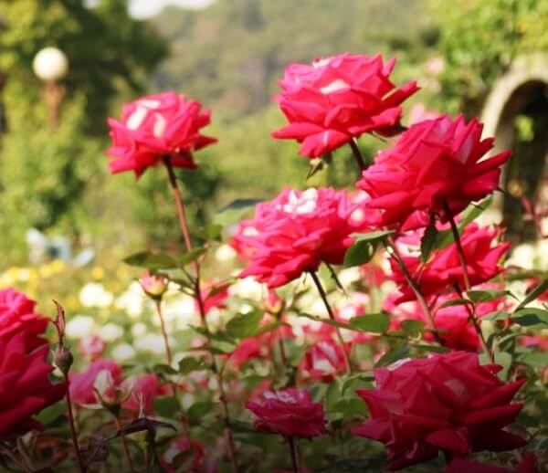 서울대공원 장미원