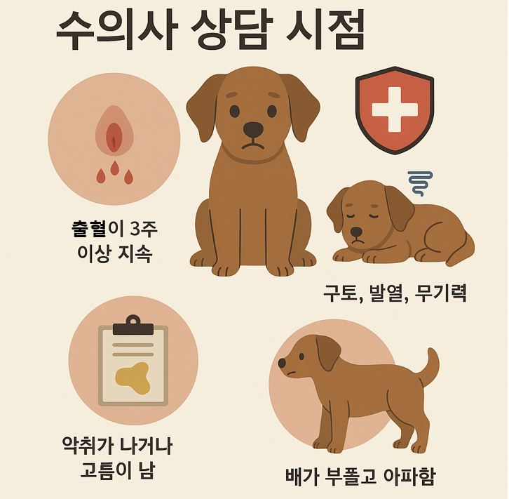 수의사 상담 시점 이미지