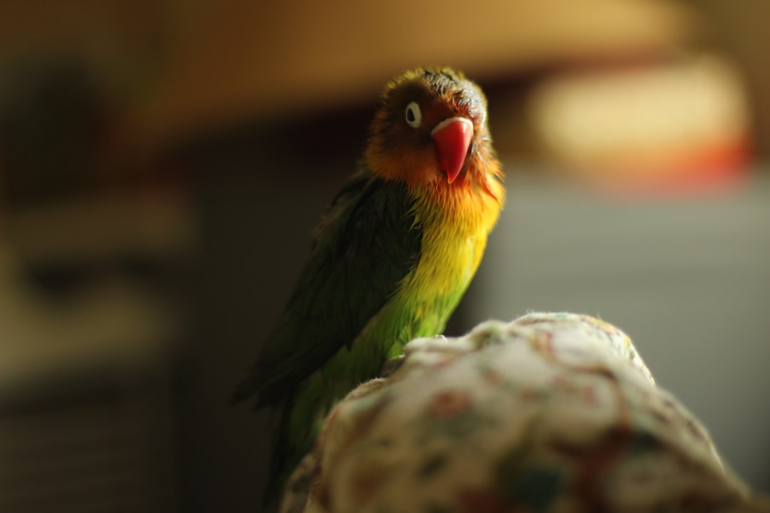 Guppi