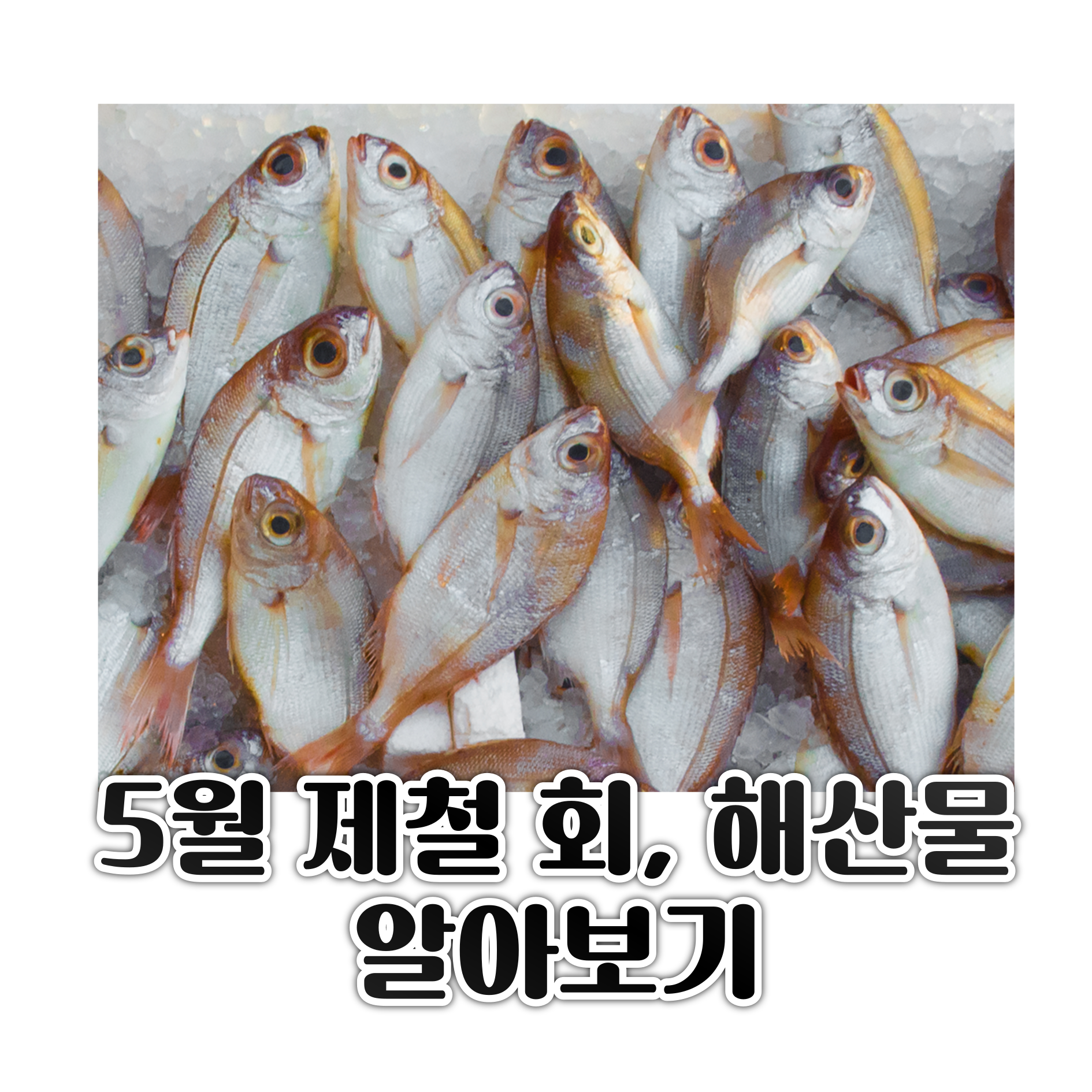 5월 제철음식 (회, 해산물) 알아보기