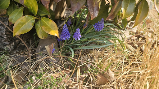 동백나무아래 무스카리가 보라색 종 모양의 꽃을 피우고 있는 모습