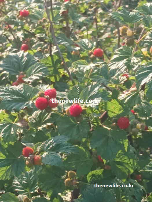 산딸기 효능 피부 미용 엘라그산 성분