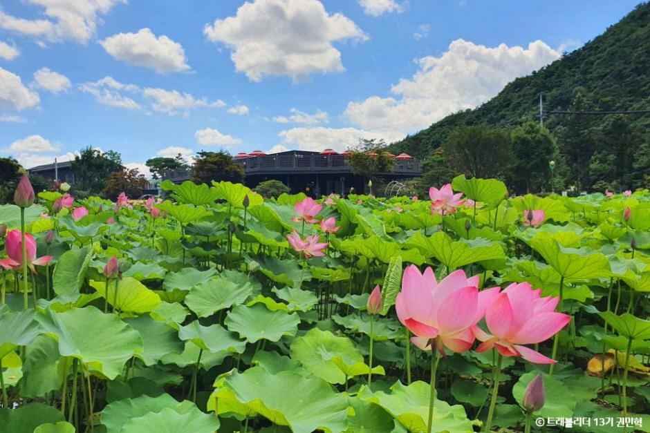 속리산연꽃단지