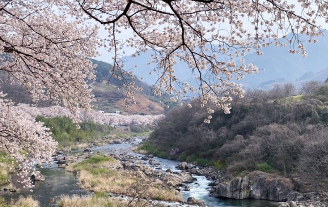 하동 십리벚꽃길 + 5월 유채길