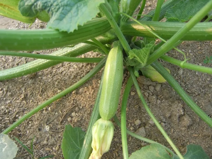 주키니 재배 모종 활착 순치기 수확 타이밍_1