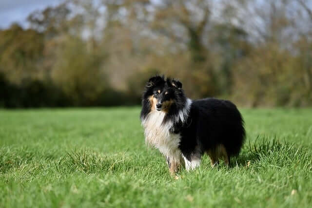 주인을 바라보고 있는 강아지 사진