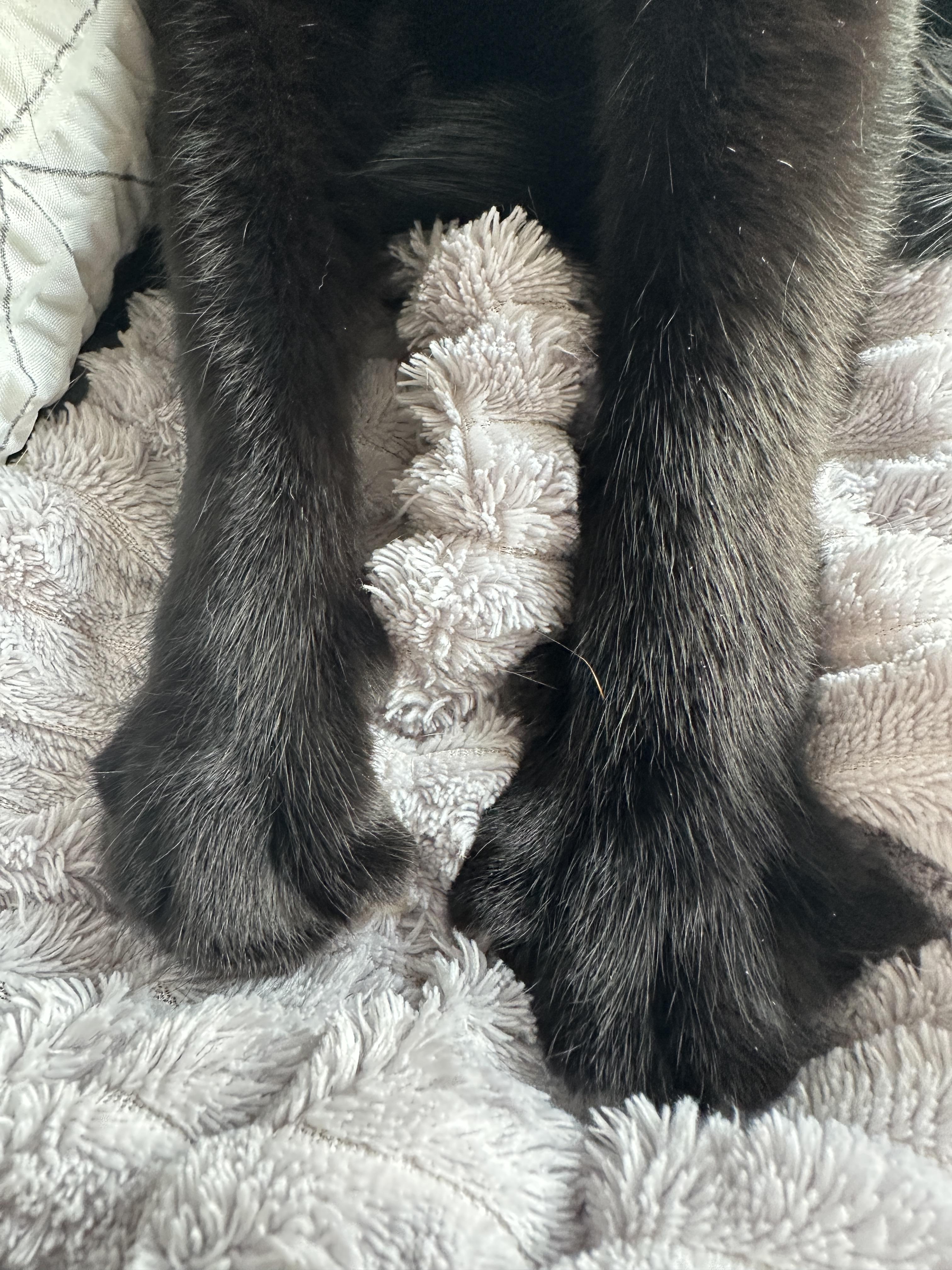 건이의 골골송과 꾹꾹이를 함께 볼수 있는 영상 (feat.고양이가 꾹꾹이를 하는 이유)